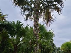 -中国科学院西双版纳热带植物园