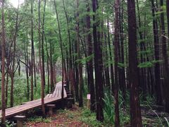 -昆山城市生态森林公园