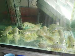 皮皮虾-Red Lobster