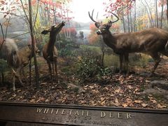 -美国自然历史博物馆