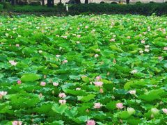 -荔湾湖公园