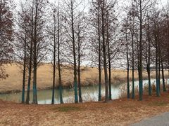 -贡湖湾湿地公园