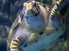 -太平洋海底世界