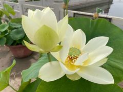 -莲花池公园