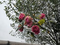 -往来·竹里.宝宝宴.生日宴.团建.宴席(花乡农居店)