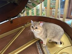 -创凡宠物医院·骨专科  猫科中心(西乡分院)