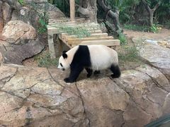 -广州长隆野生动物世界