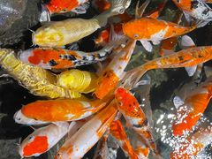-海合安青岛极地海洋公园