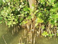 -华侨城湿地公园