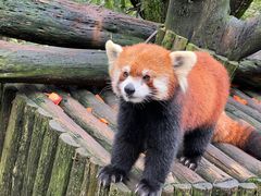 -云南野生动物园