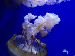 -青岛海底世界-水族馆