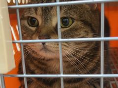 -芭比堂动物医院·CT·微创中心(新顺分院)