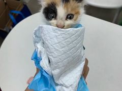 -宠颐生汉谟拉比宠物医院