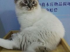 -喵的天空名猫咖啡馆·撸猫·猫舍·用品