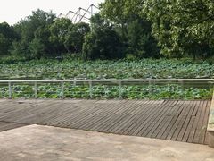-新江湾城公园