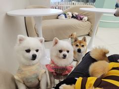 -怪兽屋·羊驼·猫咖·狗咖(俊华广场店)