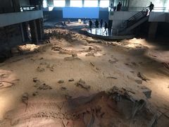 -自贡恐龙博物馆