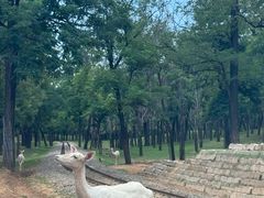 -秦皇岛野生动物园