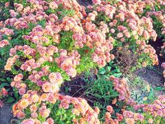 -黑龙江省森林植物园