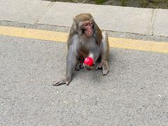 -黔灵山公园-南门售票处