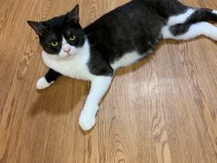 -李小姐の猫咖啡馆(五角场店)