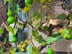 -院子餐厅·大锅菜·老杭帮(桥西直街店)