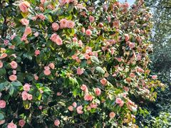 -八大山人梅湖景区