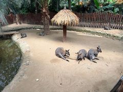 -呀路古热带植物园