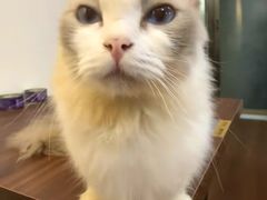 -楼上猫咖(罗湖店)