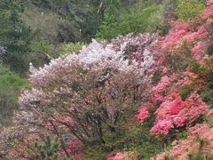 -木兰云雾山