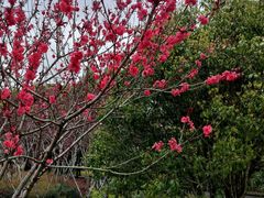 -上海市龙华烈士陵园