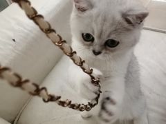 -lincat·猫舍(广州店)