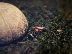 -上海大自然野生昆虫馆(东方明珠·爬宠昆虫探索中心)