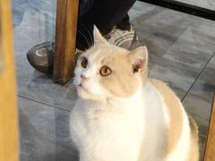 -猫小院猫主题餐厅(南锣旗舰店)