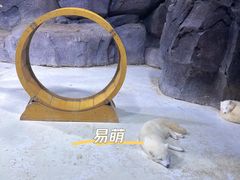 -海合安青岛极地海洋公园