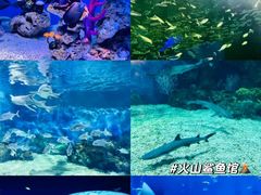 -上海海昌海洋公园