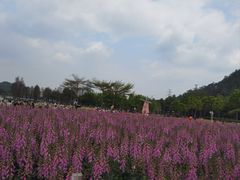 -顺峰山公园