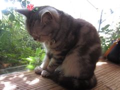 -海边的猫和咖啡馆