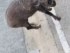 -清迈夜间动物园