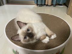 -lincat·猫舍(广州店)