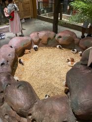 -造物庄园 萌宠纪(苏州湾歌林公园店)