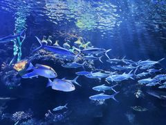 -华夏文旅海洋公园