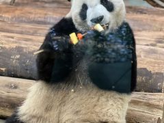 -海南热带野生动植物园