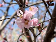-桃花堤公园