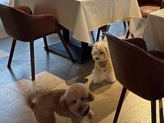 -百好乐宠物友好餐厅(朝外大街店)