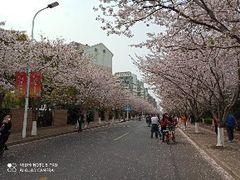 -高东镇樱花园