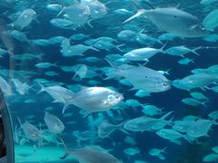 -上海海洋水族馆