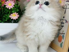 -小猫来了·猫舍(红山六九七九店)
