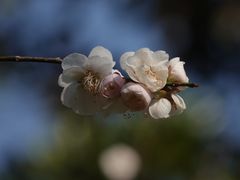 -杭州植物园