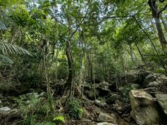 -海南热带雨林国家公园吊罗山景区